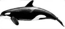 FyF_orca_hembra.jpg (5243 bytes)