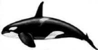 FyF_orca_macho.jpg (5809 bytes)