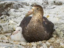 Petrel gigante (Macronectes giganteus)