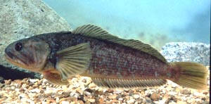 Notothenia Coriiceps