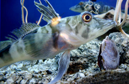 Pez hielo Chionodraco hamatus