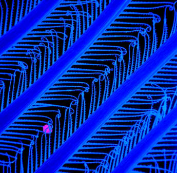 Detalle de las plumosidades que el Krill utiliza como filtro del alimento