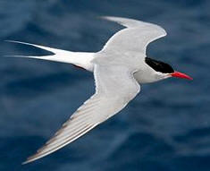 Izquierda: Gaviotín antártico o Golondrina de mar (Sterna vittata); derecha: Gaviotín ártico (Sterna paradisaea)