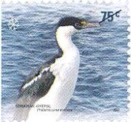 Cormorán Imperial [Phalacrocorax atriceps]