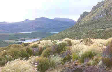 Isla Campbell (Nueva Zelanda)