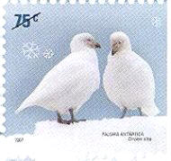 La Paloma antártica [Chionis alba]