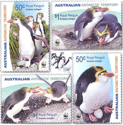 El pingüino real [Eudytes schlegeli]