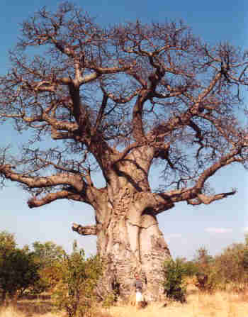 Árbol Baobab 