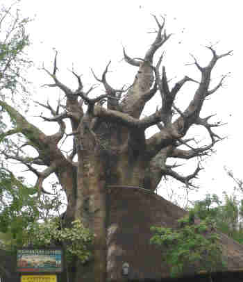 Árbol Baobab