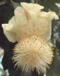 Flor del Baobab