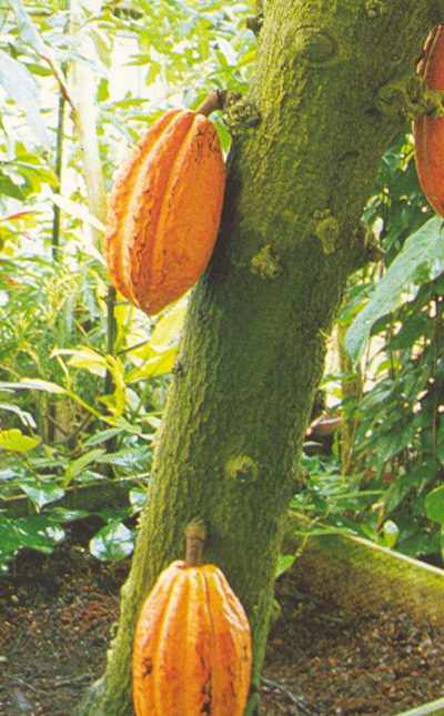 Árbol del cacao con sus bayas colgando