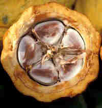 Corte transversal de un fruto de cacao y detalle de una de sus semillas (1)