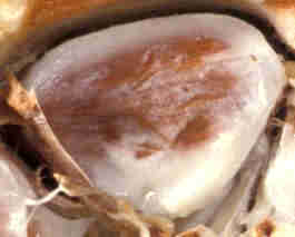 Corte transversal de un fruto decacao y detalle de una de sus semillas (2)