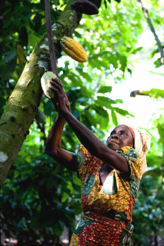 Nativa recolectando bayas de cacao