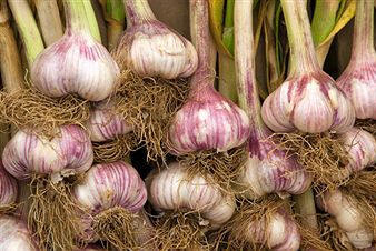 Ajo (Allium sativum)