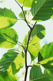 Aliso (Alnus glutinosa), como ejemplo de árbol de la familia betuláceas
