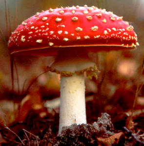 Amanita muscaria (papamoscas)