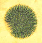 Espora asexual de un ascomiceto