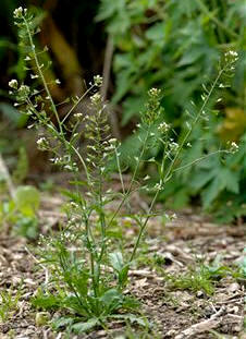 Bolsa o zurrón de pastor (Capsella bursa-pastoris)