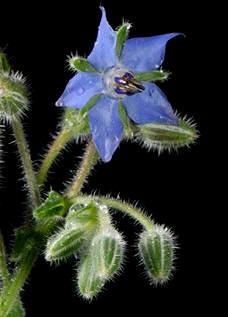 Borraja (Borago officinalis)