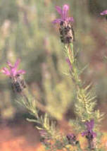 Cantueso (Lavandula stoechas)