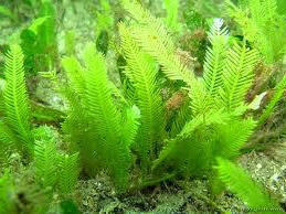 Alga del género caulerpa
