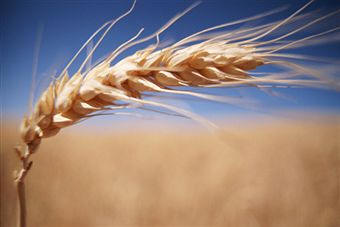 Cebada (Hordeum vulgare)