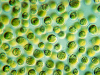 Una Chlamydomonas al microscopio