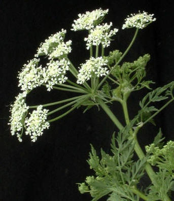 Cicuta mayor (Conium maculatum); posee alcaloides muy activos que pueden causar la muerte
