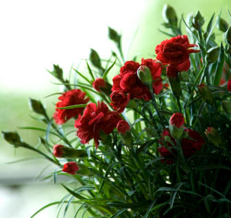 El clavel es una cariofilácea típica