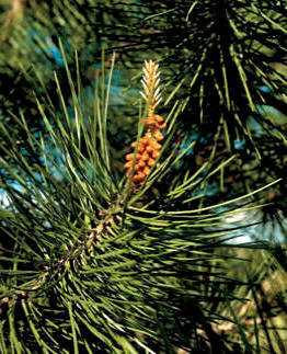 Gimnosperma de la clase conífera