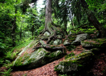 Las cormofitas son las plantas superiores adaptadas a la vida terrestre