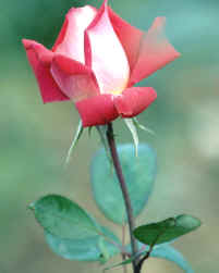 Angiosperma dicotolidónea, comprendida en el orden rosales