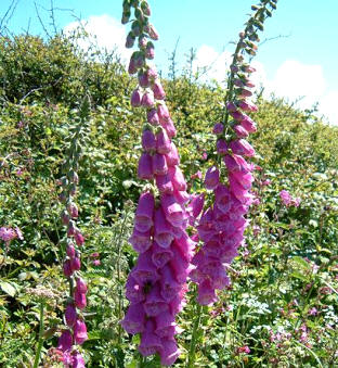 Digital (Digitalis purpúrea)