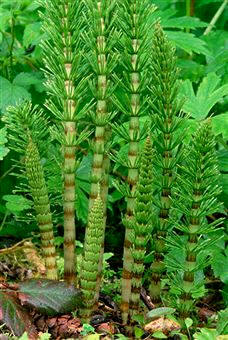 Equisetum arvense