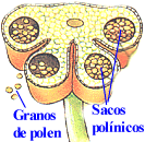 Corte transversal de una antera