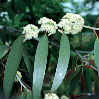 Eucalipto (Eucaliptus globulus)