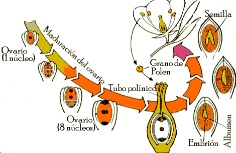 Proceso de la fecundación y formación de la semilla