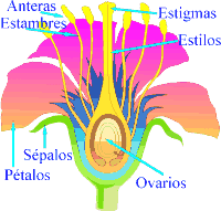 Partes de la flor