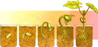 Germinación de la semilla