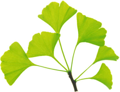 Ginkgo biloba