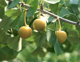 Ginkgo biloba con semillas