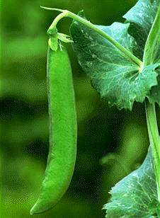 Guisante (Pisum sativus)