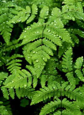 Helecho común (Pteridium aquilinum)