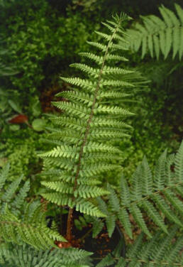 Helecho macho (Dryopteris filix-mas)