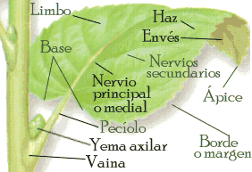 Partes de la hoja