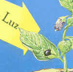 Las hojas son apéndices caulinares de los tallos