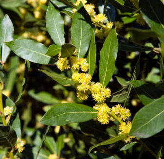 Laurel (Laurus nobilis)