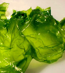 Alga del género ulva (lechuga de mar)