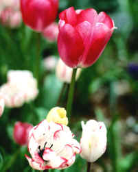 Angiosperma monocotiledónea, comprendida en la subclase lílidas